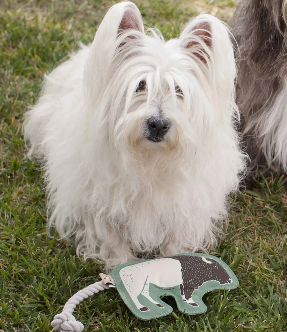 Dog And Cat Toys 1